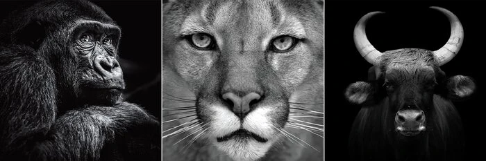 Glasbild 3tlg. Animal I