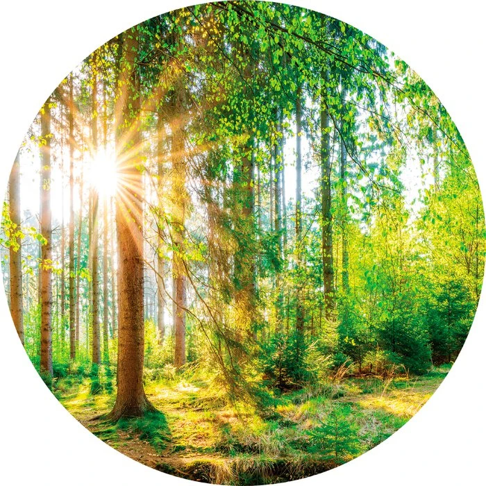 Glasbild 50 X 50 Cm Green Trees XIV