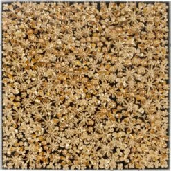 Wandbild 120 X 120 Cm Gold Flower 39249