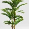 Deko Pflanze 51789 Palm Tree