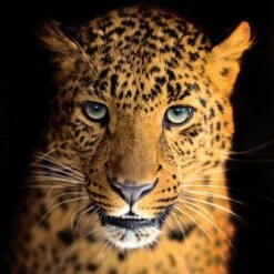 Glasbild 30 X 30 Cm Leopard V