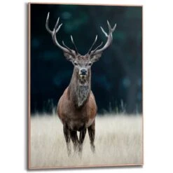 Wandbild 50 X 70 Cm Deer