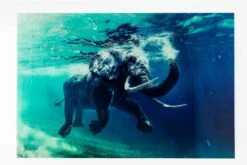 Glasbild 180 X 120 Cm Swimming Elephant